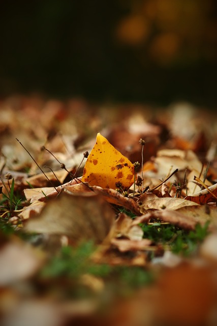 州东吴的球 州东吴的球